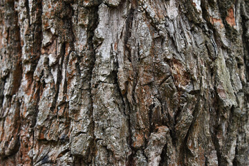 bark of a oak tree