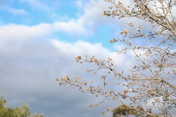 Delicate white blossom flowers on tree in early spring
