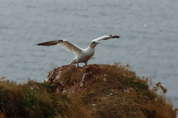 gannet spreads it wings on Helgoland