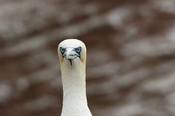 gannet stares on Helgoland