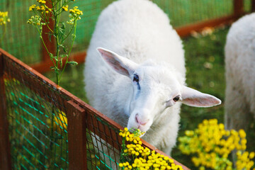 Small white goats in a small paddock on a farm. Farm, cattle