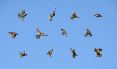 Set of many birds in flight, house sparrow, Passer domesticus, chasing insects in front of blue sky in summer, Germany