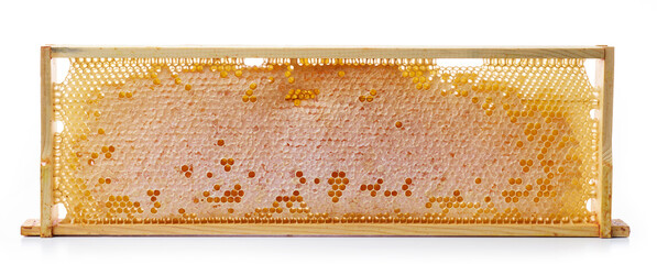honey combs in wooden frame