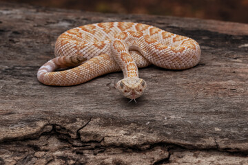 A Western Diamondback rattlesnake  as a natural predator ready to strike a mouse as their prey.
