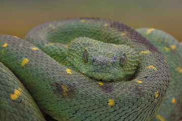 A Western Bush Viper  as a natural predator ready to strike a mouse as their prey.