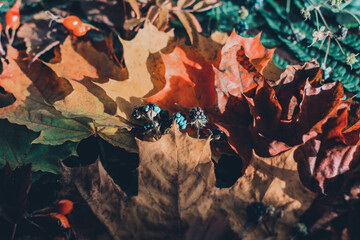 Red and yellow leaves.