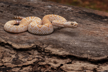 A Western Diamondback rattlesnake  as a natural predator ready to strike a mouse as their prey.