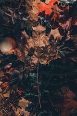 Herbarium of autumn leaves.