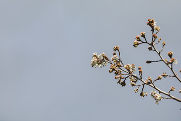Delicate white blossom flowers on tree in early spring