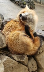 キツネ、かわいい、動物、ふわふわ、かゆい、茶色い動物、
