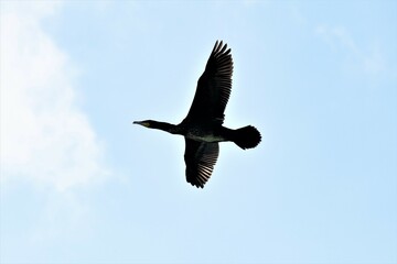 Ein  Kormoran  im Flug- Flugbild 