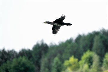 Ein durch die Lüfte segelnder Kormoran