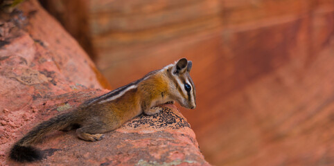 Chipmunk in den USA