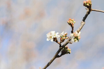 Delicate white blossom flowers on tree in early spring