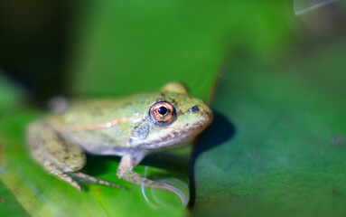 Kleiner Frosch
