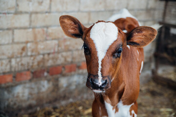 The calf is spotted in color.Big eyes. Cattle with large horns.