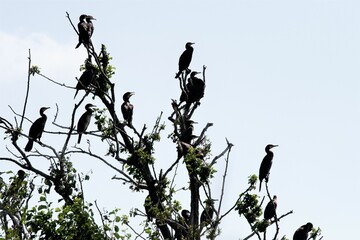 Kormorane auf einem Baum - Kurische Nehrung , Litauen