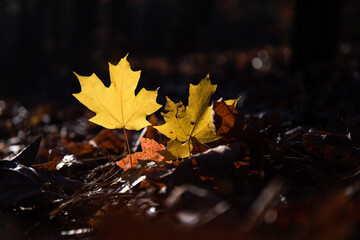 Golden maple leaves