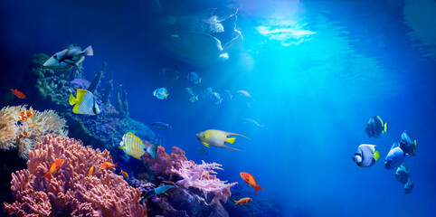 Animals of the underwater tropical world. Panoramic view of the coral reef. Colorful tropical fish. Ecosystem.