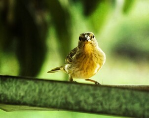 sparrow on a branch