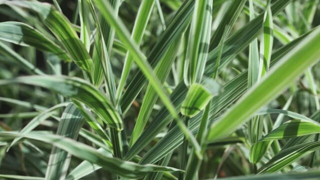 green white grass phalaris arundinacea digraphis background plant texture