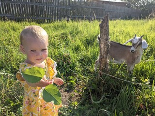  a small child feeds a goat with a leaf. girl in yellow dress