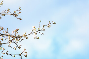 Delicate white blossom flowers on tree in early spring