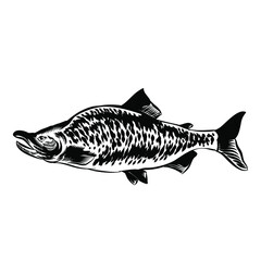 Illustration of salmon vintage vector for logo