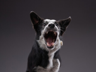 the dog catches food. expressive Border Collie. funny pet on black background