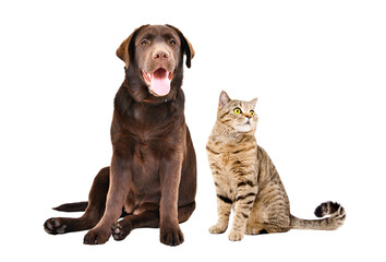 Labrador dog and cat Scottish Straight sitting together isolated on white background