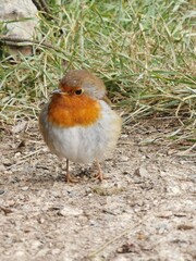 robin redbreast on the ground 
