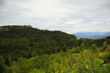 Trees in the mountains