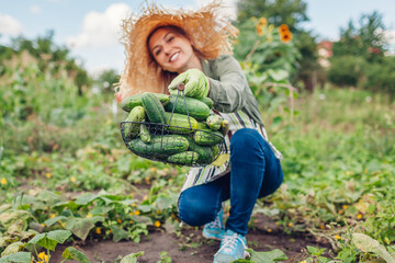 Young woman farmer harvesting cucumbers in garden. Gardener picking vegetables in basket. Growing...