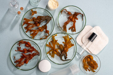 Seaweed algae close up in the laboratory glassware.