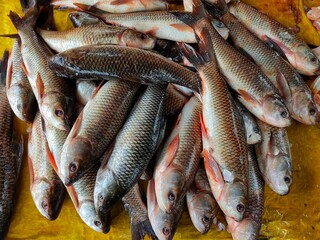 pile of fresh rohu fish arranged in row for sale in indian fish market