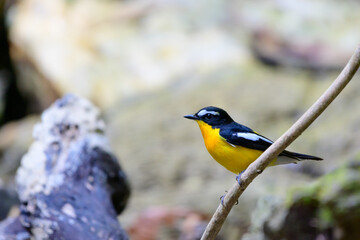 beautiful bird
