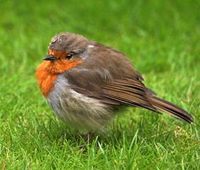 Robin Redbreast (Erithacus Rubecula)
