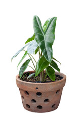 Philodendron growing in brown pot isolated on white background included clipping path.