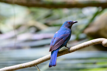 beautiful bird