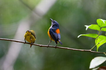 colorful bird in forest