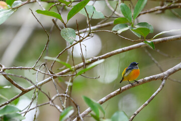 colorful bird in forest