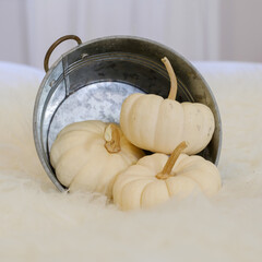 White gourds sit in a silver bucket.
