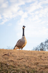 canada goose