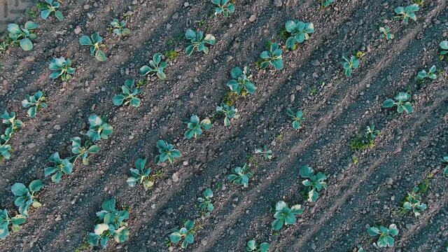 Diagonal rows of small growing green cabbage seedlings and black inter-row soil spacings with rootballs aerial zoom out