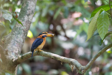 Fototapeta premium beautiful bird
