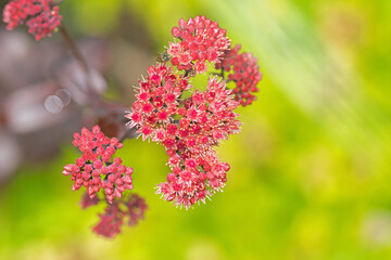 Sedum-Blüten