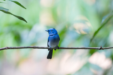 beautiful bird