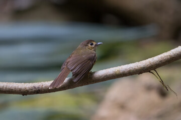 beautiful bird