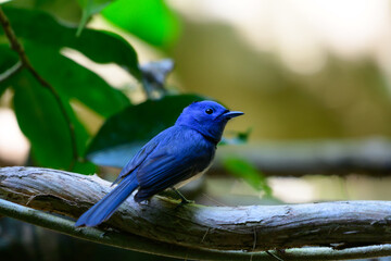 beautiful bird