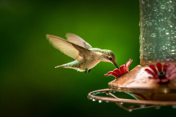 Beautiful green hummingbird sitting on a hummingbird feeder © Martina